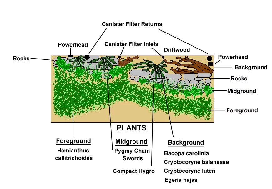 План посадки аквариумных растений. Схема высадки аквариумных растений. Схема посадки растений в аквариуме 150 литров. План посадки растений в аквариуме. Местоположения растений