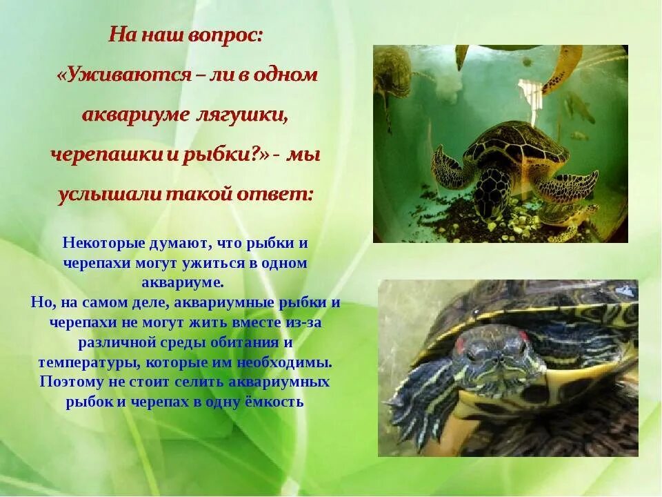 Какую рыбу можно черепахам