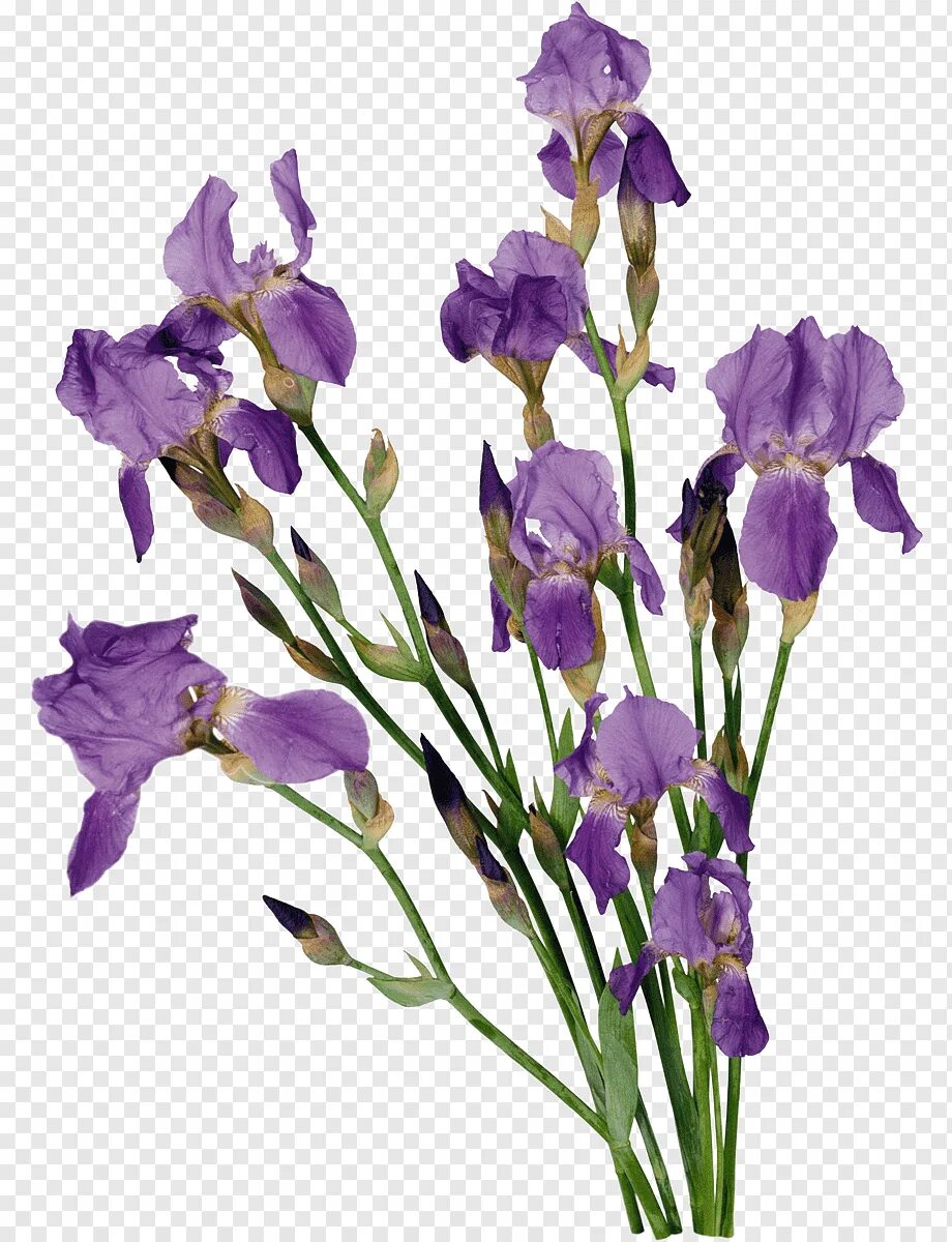 Файл iris png был выложен в интернете