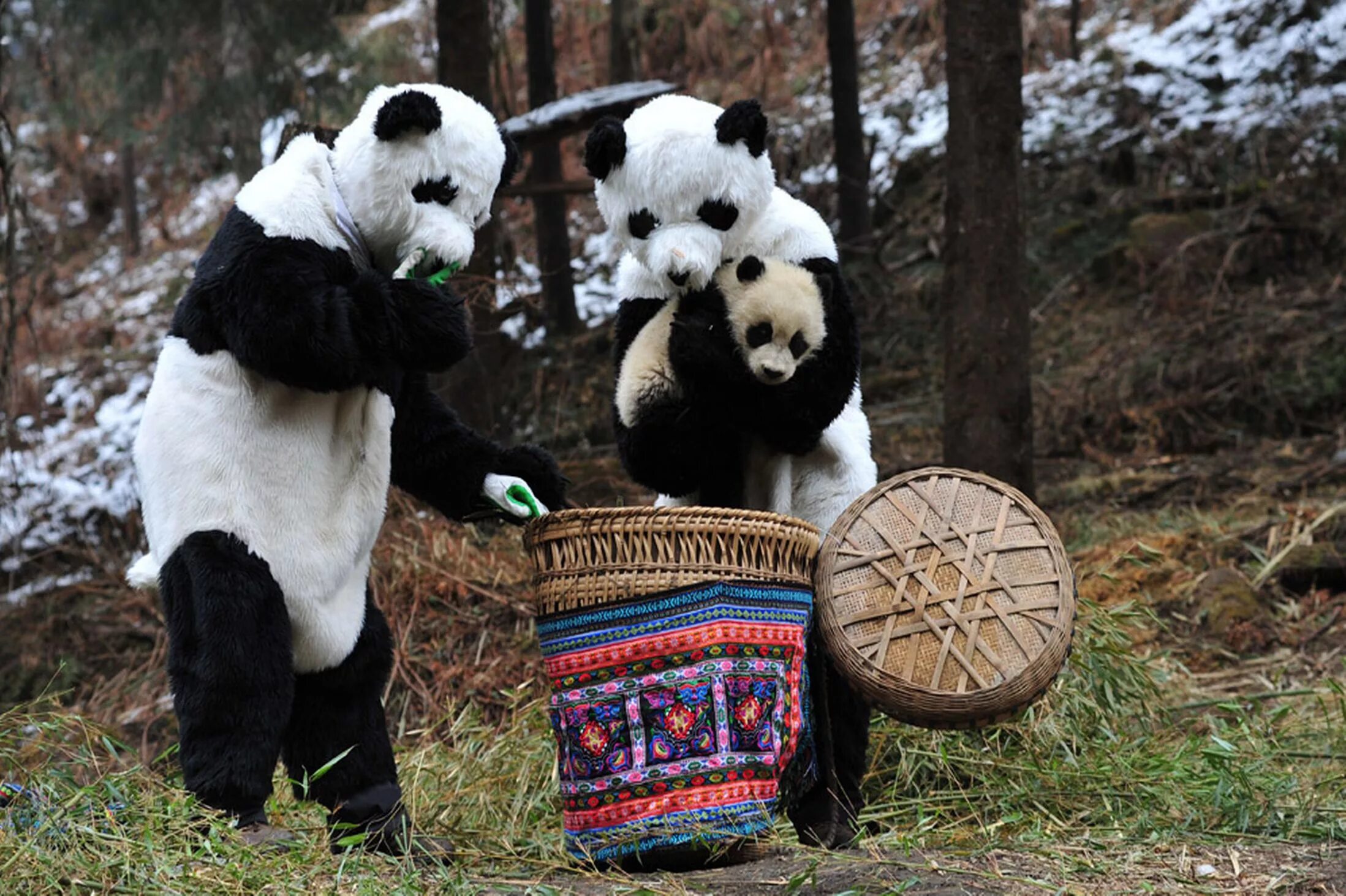 Включи новую панду. Обниматель панд профессия. Обниматели панд в Китае. Профессия обниматель панд в Китае. Костюм панды.