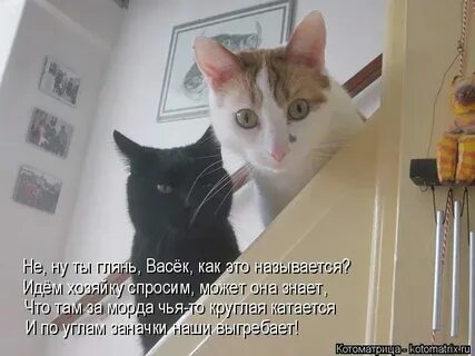 Входим непрошено не извиняемся