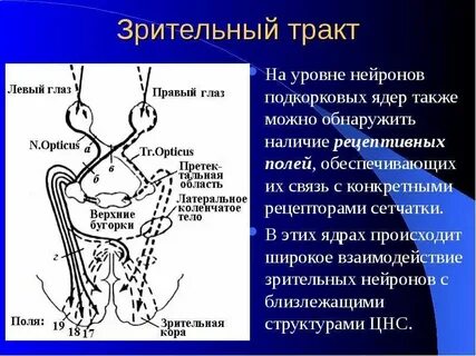Ядра зрительного анализатора