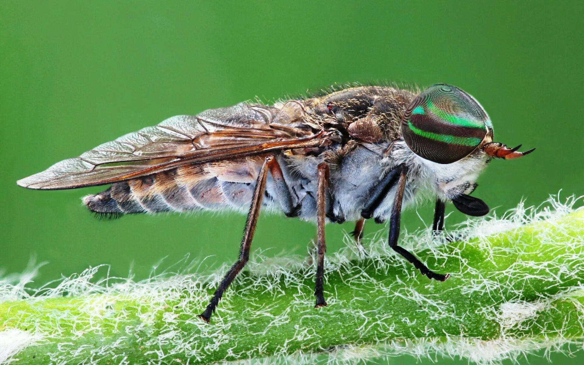 Слепни (Tabanidae). Паут Овод слепень. Слепень златоглазка. Двукрылые оводы.