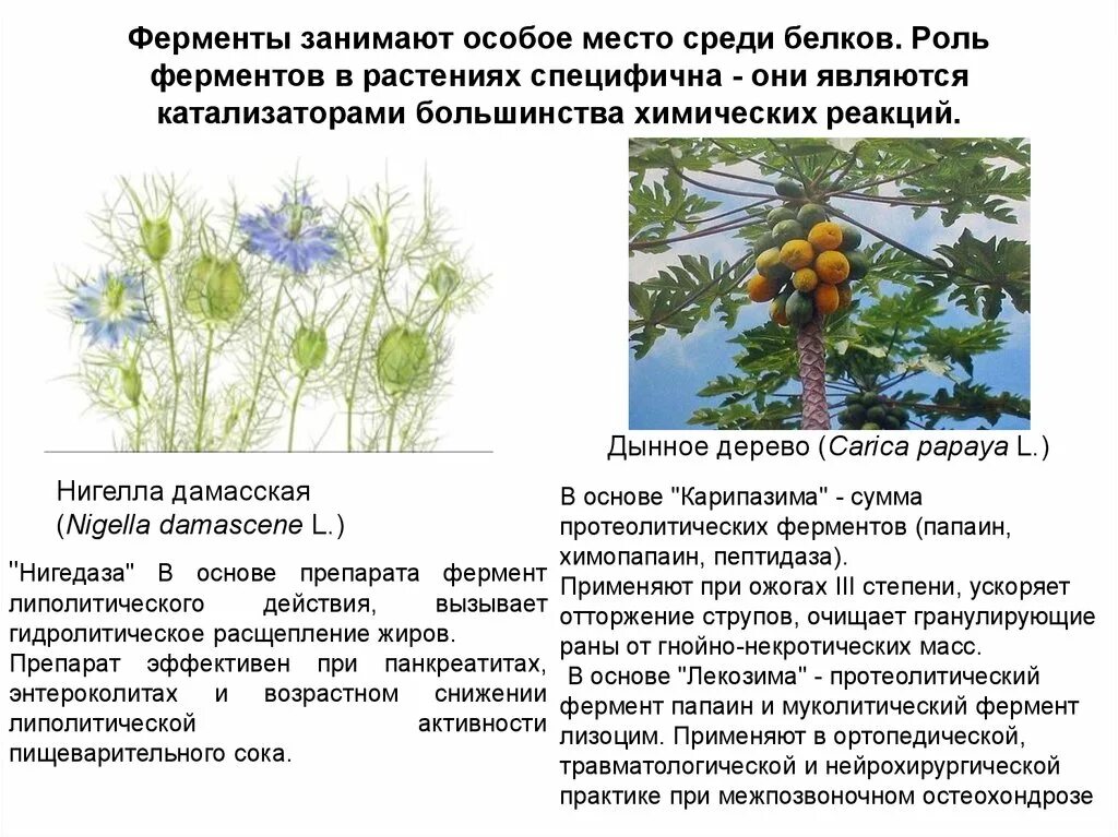 Роль ферментов в растениях. Ферменты энзимы растительные. Растения содержащие ферменты. Ферменты из растений. Ферменты особые