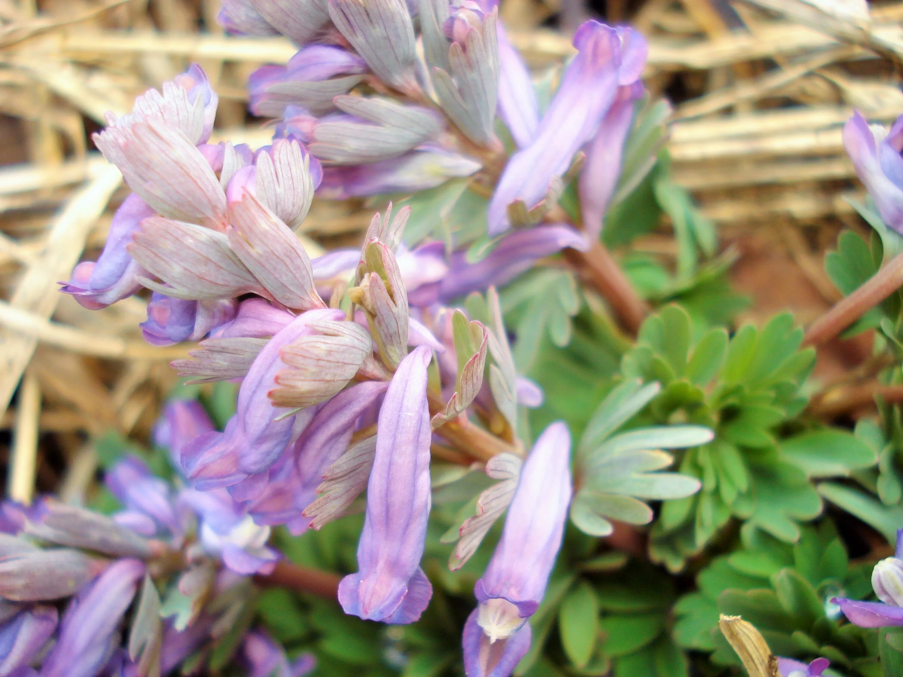 Хохлатка плотная. Хохлатка первоцвет. Хохлатка Галлера. Corydalis glaucescens. Хохлатка полая.