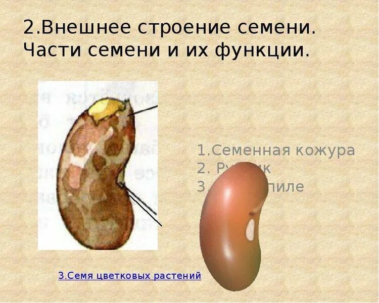 Семя строение и функции. Строение семенной кожуры. Функция кожуры семени. Части семени и их функции.