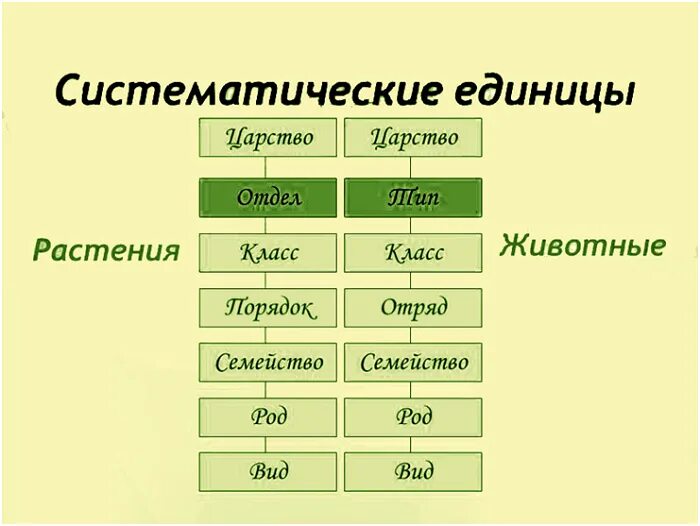 Систематика растений царство отделы. Схема классификации растений таксоны. Систематика животных Тип вид. Последовательность род вид царство.