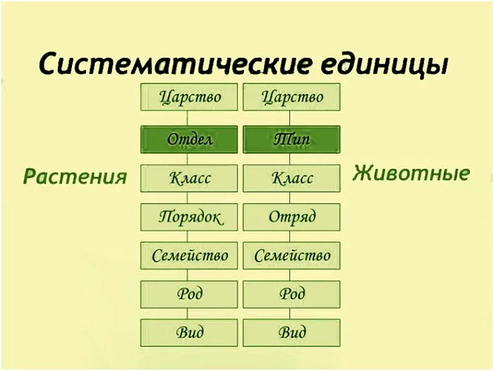 Биология 8 класс основные категории систематики животных. Схема классификации растений таксоны. Последовательность род вид царство. Таксоны царство Тип класс отряд. Схема таксономических групп растений и животных организмов.