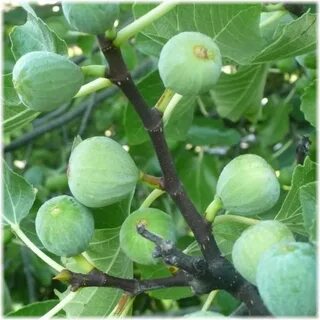 Инжир саженцы краснодар
