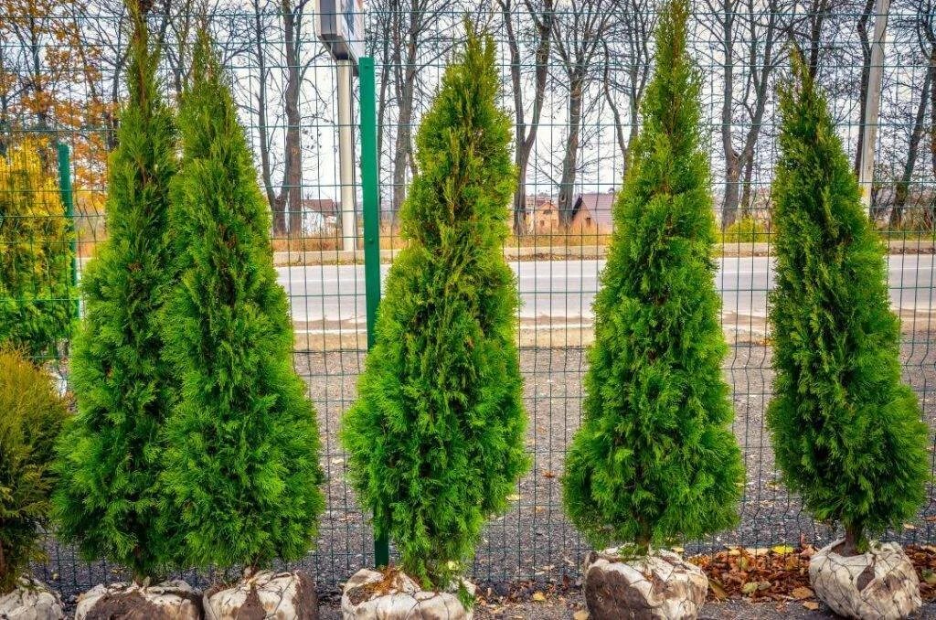 Туя западная колумна. Туя западная смарагд с10. Туя сильвер смарагд. Туя пирамидальная смарагд. Туя западная смарагд 140-160.