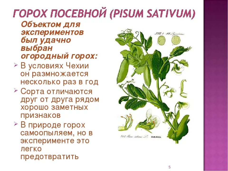 Горох посевной семейство крестоцветные. Семейство бобовые горох посевной. Горох посевной стебель. Горох посевной строение.