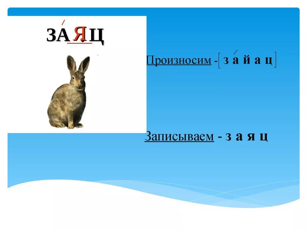 Рассказ о слове заяц. Произносим слово заяц. Проект о слове заяц. Транскрипция слова заяц. Гласные в слове заяц