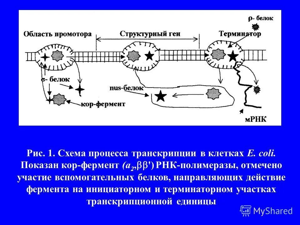 Транскрипция какой фермент. Схема механизма транскрипции. Механизм транскрипции РНК. Механизм процесса транскрипции. Молекулярные механизмы транскрипции.