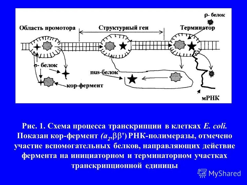 Механизм транскрипции. Схема механизма транскрипции. Механизм транскрипции РНК. Механизм процесса транскрипции. Молекулярные механизмы транскрипции.