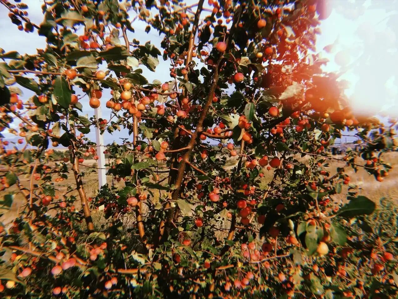 Яблоня Эстетика. Осень яблоки Эстетика. Яблоня у реки. Яблоня Эстетика ствола. Четверо яблок