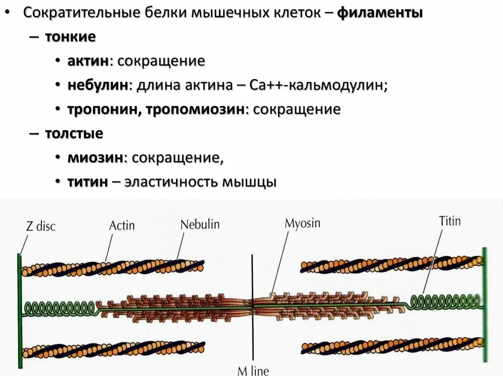 Белки мышц биохимия. Мышечные клетки не могут синтезировать белки самостоятельно. Строение клетки в мышечной ткани животных. Мышечная ткань. Мышечные клетки не могут синтезировать белки самостоятельно.