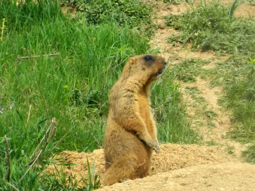 Сурок Степной, Байбак (Marmota Bobak). Желтобрюхий сурок. Сурки в Оренбургской области. Сурок ареал. Купить живых сурков