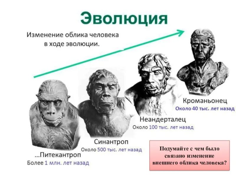 Укажите с чем связаны изменения. Эволюция человека неандерталец кроманьонец таблица. Кроманьонцев неандертальцев синантропов питекантропов. Развитие человека неандерталец кроманьонец. Синантроп и неандерталец.
