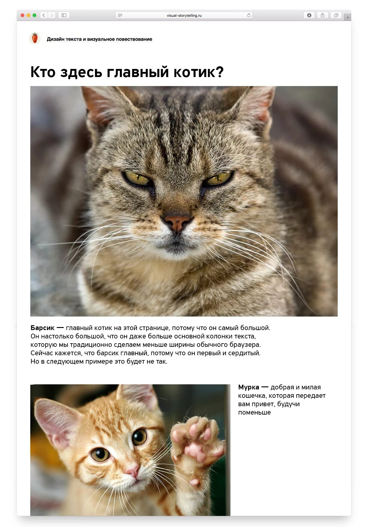 У кого нет кота
