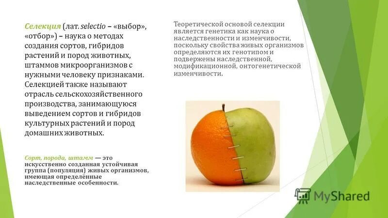 Селекция сорт и гибрид. Гибридизация растений аутбридинг. Ежемалина тайберри медана. Бельфлер китайка метод селекции. Plant breeding.