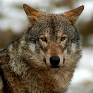 Wolf other