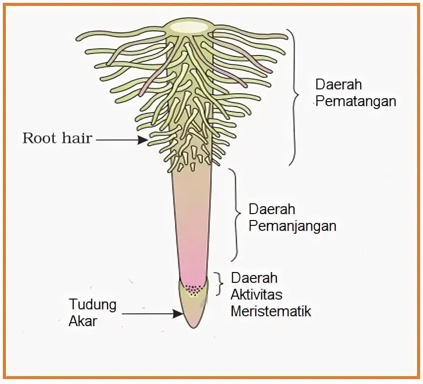 Raven Biology of Plants.