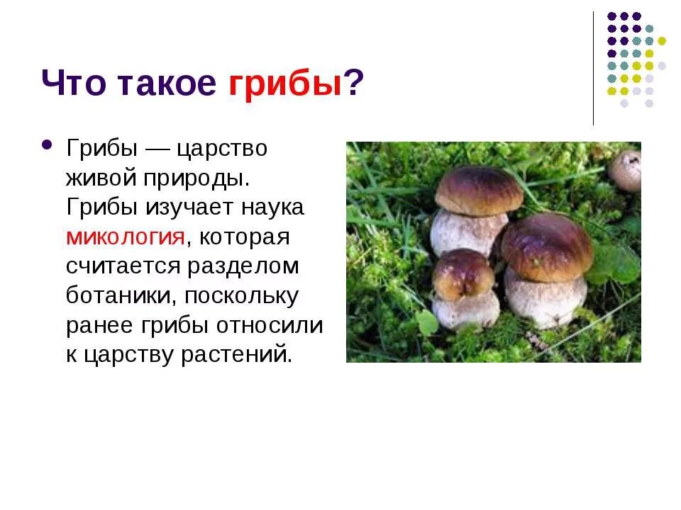 Наука про грибы. Тема грибов для презентации. Грибы определение. Грибы презентация. Грибы что это такое понятие.