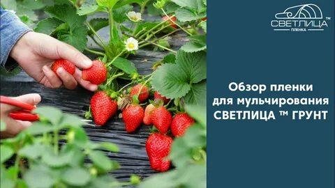 Тонны клубники