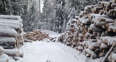 Заготовка леса процесс сложный и трудоемкий