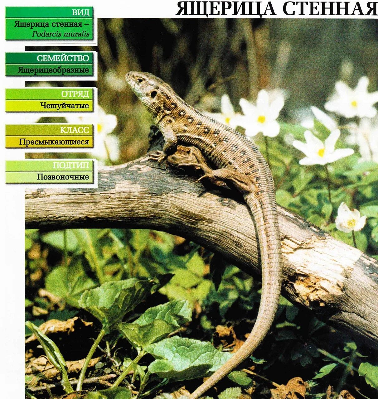 систематика ящерицы. систематическая характеристика прыткой ящерицы. отряд ящерицы. прыткая ящерица lacerta agilis максим рыжов. систематическое положение царство.