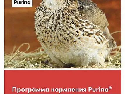 Кормлю перепелов комбикормом