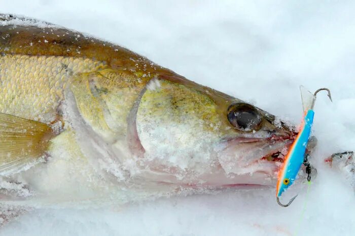 балансиры на судака. мебару зимний силикон es77. зимняя оснастка балансир судак. зимние балансиры на судака. зимние балансиры на судака.