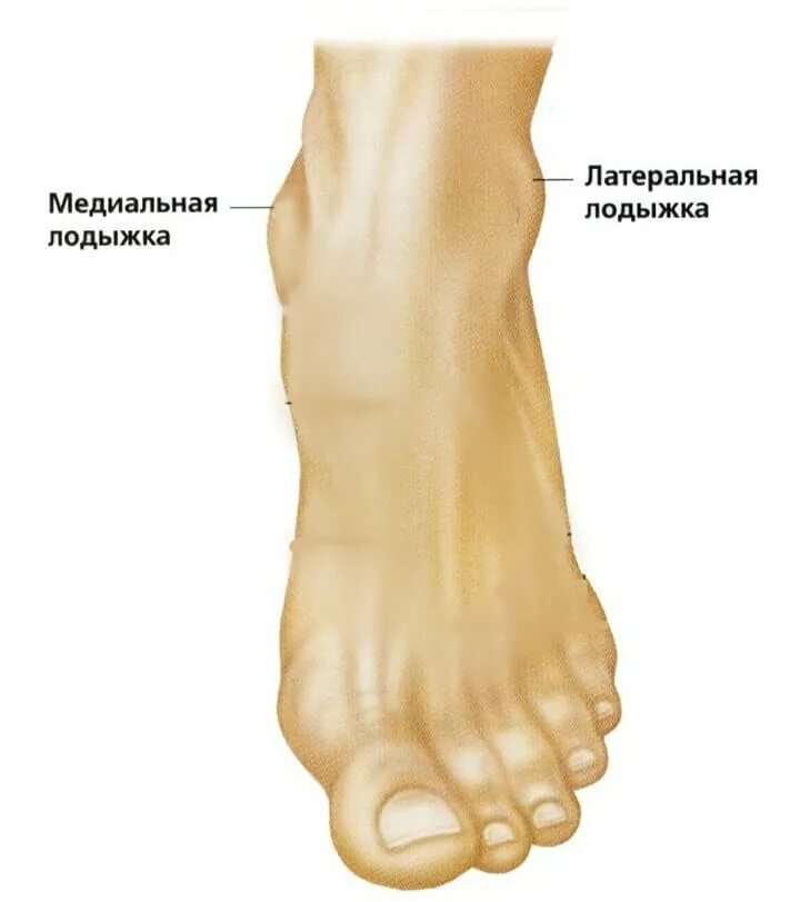 Лодыжка на ноге у человека анатомия. Медиальная и латеральная лодыжки. Медиальная лодыжка большеберцовой. Строение ноги голень лодыжка.
