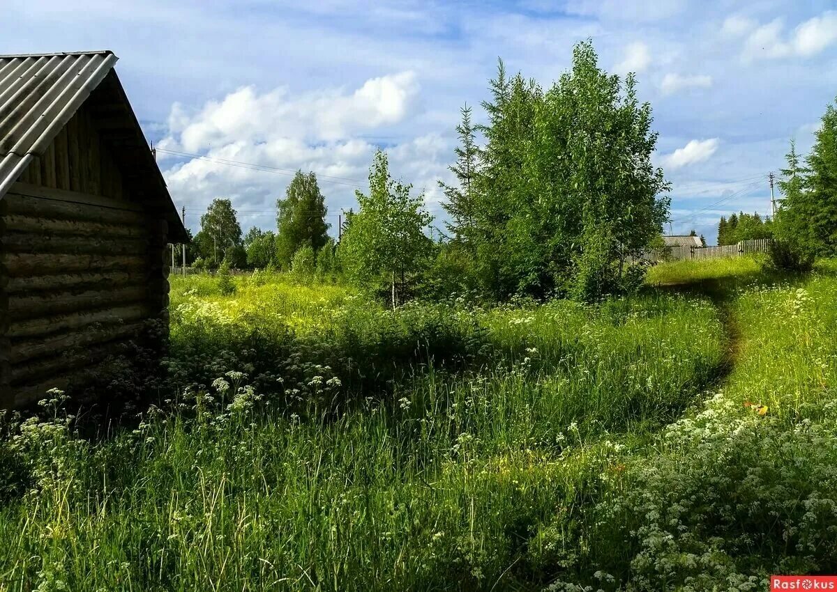 Природа летом в деревне. Деревня Околица Тверская область. Околица Торжок. Природа деревня. Лето в деревне.