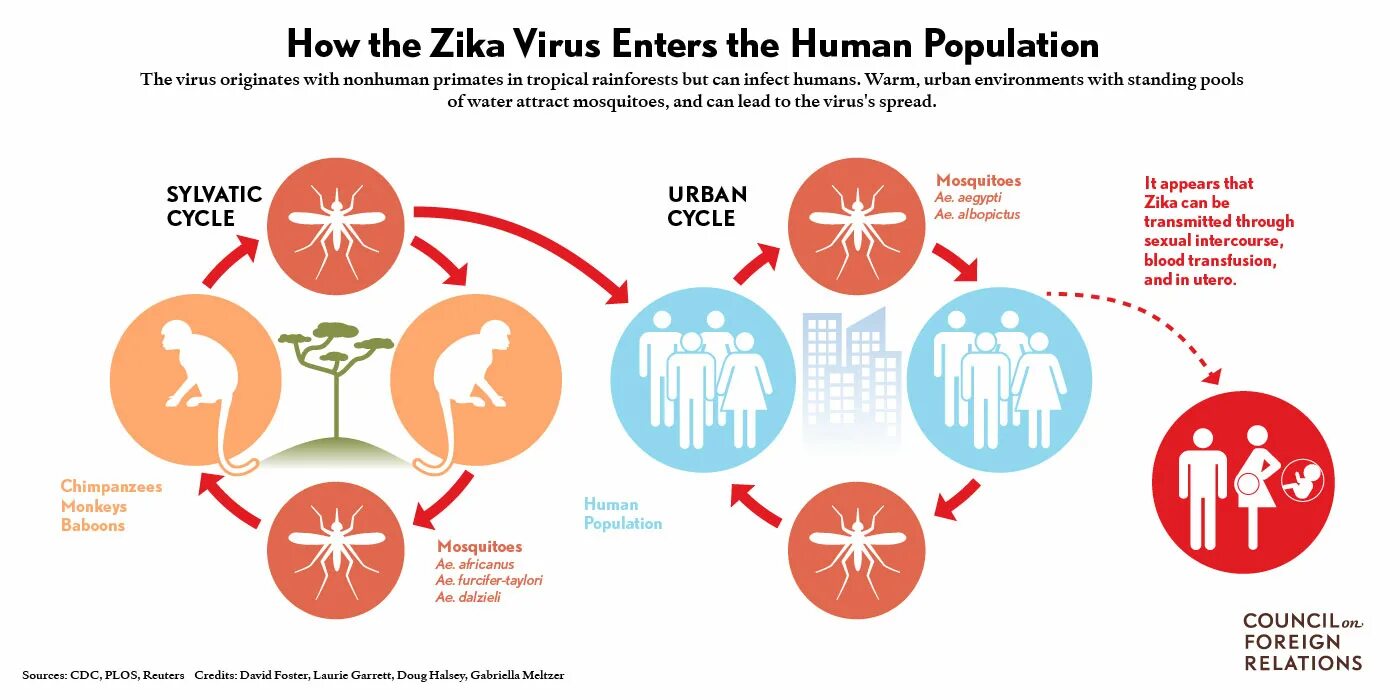 The virus can be. Вирус Зика профилактика. Вирус Зика презентация.