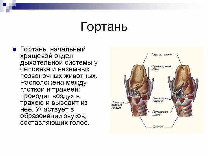 В состав какой системы входит гортань. Дыхательная система анатомия гортань. Дыхательная система хрящи гортани. Дыхание строение гортань. Строение гортани и трахеи.