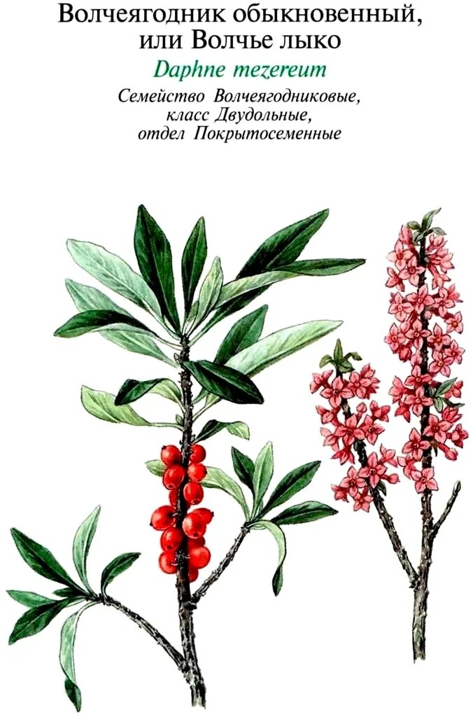 Как выглядит волчье лыко цветок Волчник Викицитатник