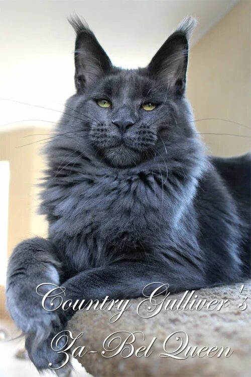 мейн кун голубой солид. голубой мейн кун. голубой мраморный мейн кун. мейн кун голубой биколор. мейн кун голубой солид.