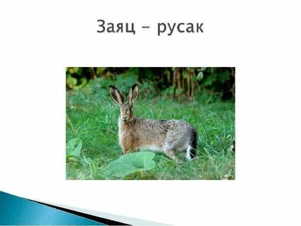 Русак презентация