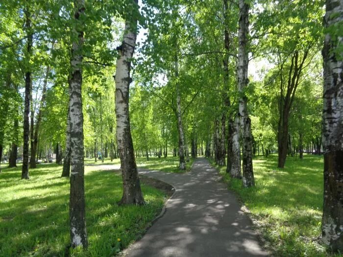 Деревья череповца. Макаринская роща череповец парк. привокзальный парк череповец. череповец сквер. комсомольский парк череповец деревья.