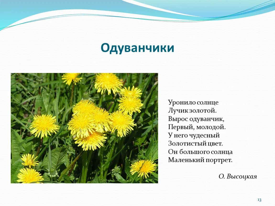 Одуванчик произведение 2 класс. Рассказать о одуванчике. Стих про одуванчик. Рассказ про одуванчик. Доклад про одуванчик.