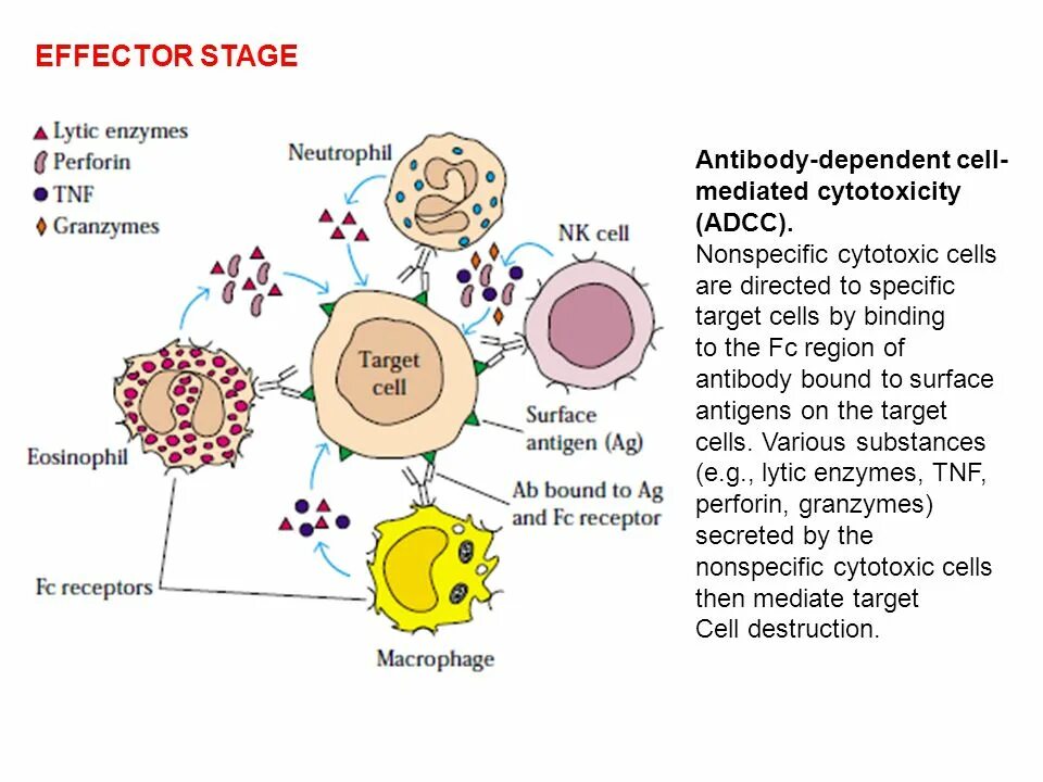 С реакт белок. Эффектор в иммунологии это. Antibody-dependent Cell-mediated cytotoxicity, ADCC. Клетки эффекторы это иммунология. Т-эффекторы рисунок иммунология.