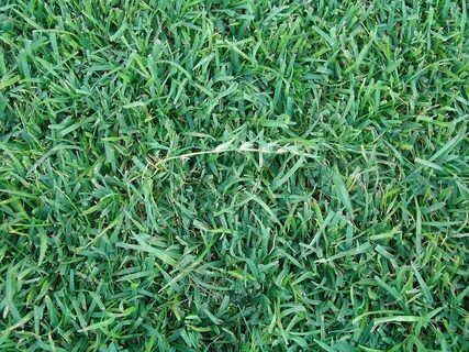 Better grass