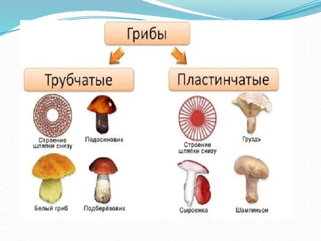 Пластинчатое и трубчатое строение шляпки. Мухомор трубчатый или пластинчатый гриб. белый гриб трубчатый или пластинчатый гриб. строение трубчатого гриба. трубчатые и пластинчатые грибы таблица.