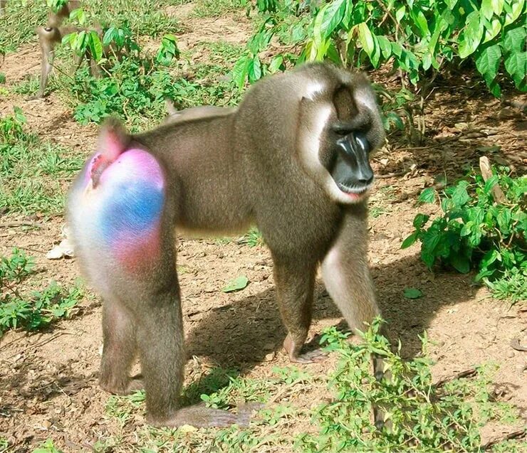 Drill monkey. Дрил обезьяна. павиан дрил. дрил обезьяна красная. mandrillus leucophaeus.