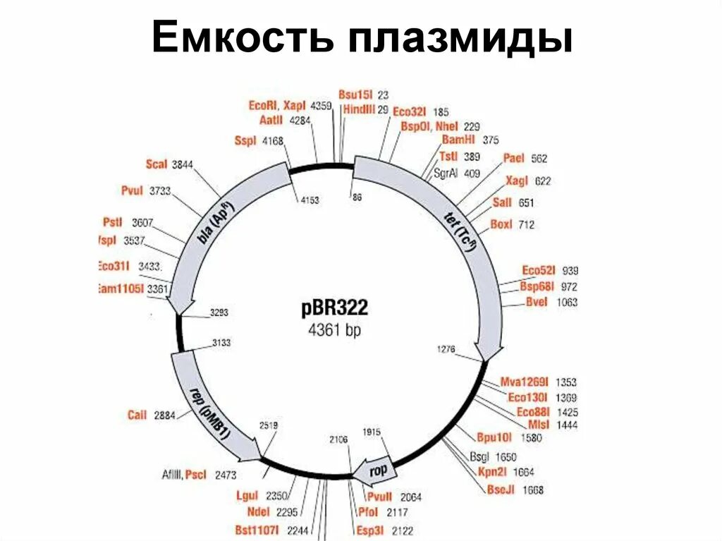 Клонирование плазмиды. Плазмида pbr322. Схема строения плазмиды pbr322. Строение вектора pbr322. Плазмидный вектор pbr322.