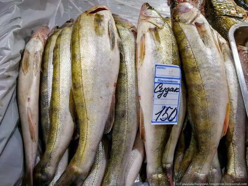 Где купить недорого рыбы. Судак 1 кг. Судак рыба 1 кг. Судак рыба Астрахань. Судак рыба рынок.