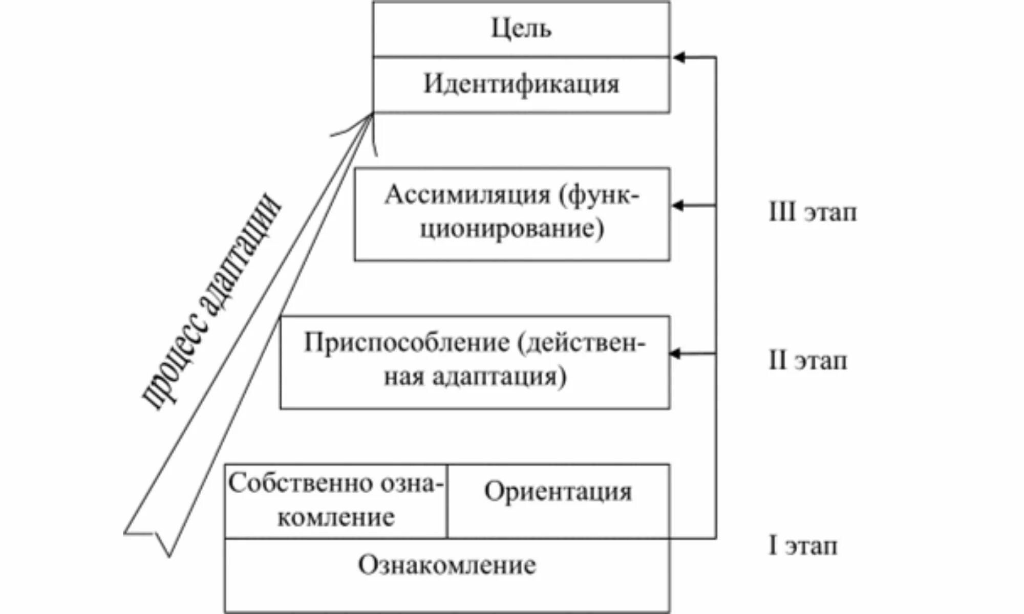 Стадия ознакомления адаптации. Стадии процесса адаптации. Этапы профессиональной адаптации схема. Этапы процесса адаптации персонала. Этапы профессиональной адаптации