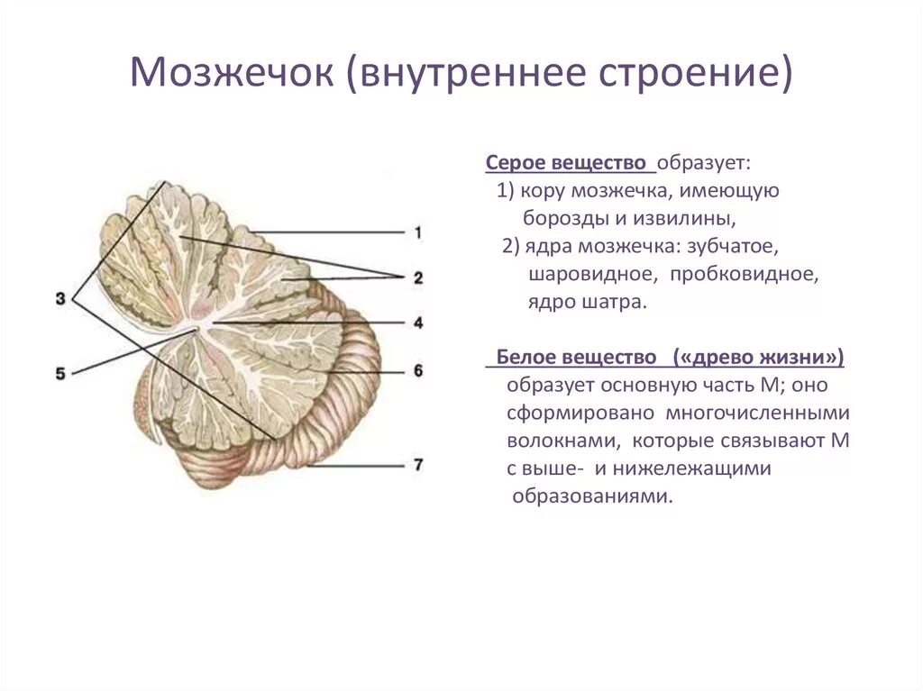 Задний мозг мозжечок структуры белого вещества. Внешнее строение мозжечка анатомия. Строение мозжечка в головном мозге. Мозжечок строение ядра анатомия.