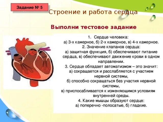 Второзаконие. Глава 4. Часть 2. Сердце (Арина Радионова 21) / Проза.ру